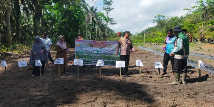 Polsek Pangkalan Lesung Tanam Jagung Pipil, Dukung Program Ketahanan Pangan 2026