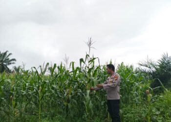 Polsek Pangkalan Kuras Laporkan Progres Pertumbuhan Jagung Pipil 2 Hektare, Dukung Program Ketahanan Pangan