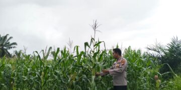 Polsek Pangkalan Kuras Laporkan Progres Pertumbuhan Jagung Pipil 2 Hektare, Dukung Program Ketahanan Pangan