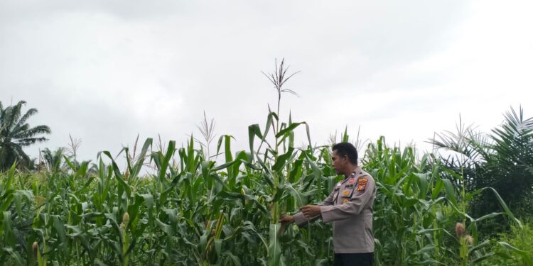 Polsek Pangkalan Kuras Laporkan Progres Pertumbuhan Jagung Pipil 2 Hektare, Dukung Program Ketahanan Pangan
