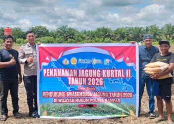 Polsek Kampar Garap 2 Hectar Lahan Untuk Penanaman Jagung, Dukung Program Asta Cita Ketahanan Pangan Desa Kayu Aro