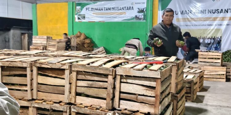 Helmi Koordinator Rumah Tani Aceh Tengah 100 Ton Alpokat Tembus Pasar Jawa-Bali