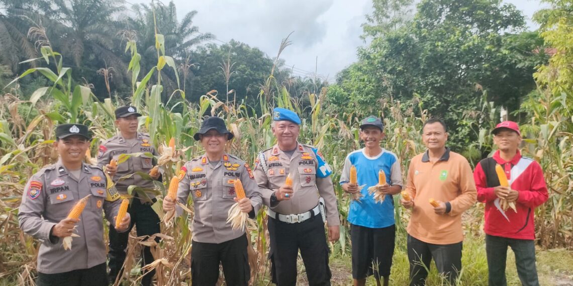 Polsek Kampar Kiri Hilir Monitoring Hasil Panen Jagung Desa Simalinyang – 3 Desa Hasilkan 3 Ton, Dukung Ketahtanan Pangan   