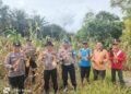 Polsek Kampar Kiri Hilir Monitoring Hasil Panen Jagung Desa Simalinyang – 3 Desa Hasilkan 3 Ton, Dukung Ketahtanan Pangan