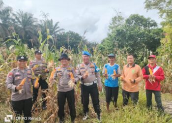 Polsek Kampar Kiri Hilir Monitoring Hasil Panen Jagung Desa Simalinyang – 3 Desa Hasilkan 3 Ton, Dukung Ketahtanan Pangan   