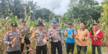 Polsek Kampar Kiri Hilir Monitoring Hasil Panen Jagung Desa Simalinyang – 3 Desa Hasilkan 3 Ton, Dukung Ketahtanan Pangan   