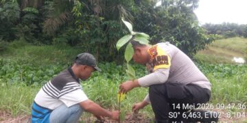 Polsek Ukui Hijaukan Lingkungan, Tanam Bibit Kakao Dukung Program Green Policing
