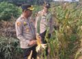 Polsek Kampar Kiri monitor tanaman jagung 1,8 ha di Desa Sungai Geringging – Tanaman Sehat, Siap Panen Juni 2026″