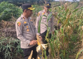 Polsek Kampar Kiri monitor tanaman jagung 1,8 ha di Desa Sungai Geringging – Tanaman Sehat, Siap Panen Juni 2026″