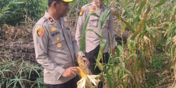 Polsek Kampar Kiri monitor tanaman jagung 1,8 ha di Desa Sungai Geringging – Tanaman Sehat, Siap Panen Juni 2026″