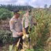 Polsek Kampar Kiri monitor tanaman jagung 1,8 ha di Desa Sungai Geringging – Tanaman Sehat, Siap Panen Juni 2026″