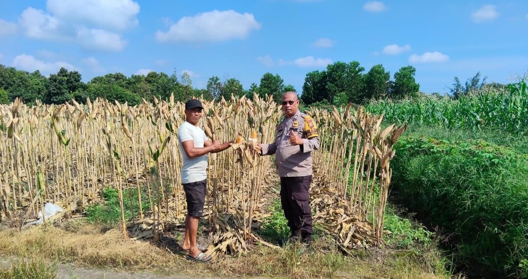 Polsek Payung Sekaki Monitoring Tiga Tahap Penanaman Jagung, Panen Dijadwalkan Juni Mendatang