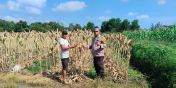 Polsek Payung Sekaki Monitoring Tiga Tahap Penanaman Jagung, Panen Dijadwalkan Juni Mendatang