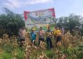 POLSEK KAMPAR KIRI GANDENG KELOMPOK TANI – PANEN RAYA JAGUNG PIPIL 1 TON DI GUNUNG MULYA, HASILNYA KE BULOG”