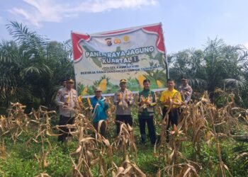 POLSEK KAMPAR KIRI GANDENG KELOMPOK TANI – PANEN RAYA JAGUNG PIPIL 1 TON DI GUNUNG MULYA, HASILNYA KE BULOG”