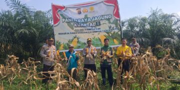 POLSEK KAMPAR KIRI GANDENG KELOMPOK TANI – PANEN RAYA JAGUNG PIPIL 1 TON DI GUNUNG MULYA, HASILNYA KE BULOG”