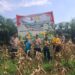 POLSEK KAMPAR KIRI GANDENG KELOMPOK TANI – PANEN RAYA JAGUNG PIPIL 1 TON DI GUNUNG MULYA, HASILNYA KE BULOG”