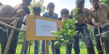 Bukan Hanya Pohon Berbuah, SMAN 4 Takengon Warnai Halaman Dengan Ubi Dan Nanas