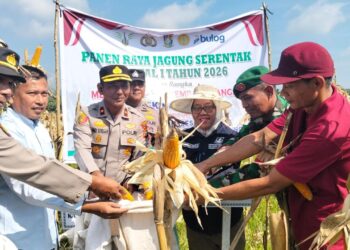 Polsek Kampar Kiri Gandeng PT. Surya Agro & Kelompok Tani Panen Raya Jagung Pipil 2 Ha, Hasilnya Ke Bulog