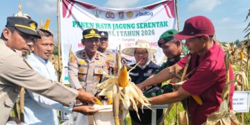 Polsek Kampar Kiri Gandeng PT. Surya Agro & Kelompok Tani Panen Raya Jagung Pipil 2 Ha, Hasilnya Ke Bulog