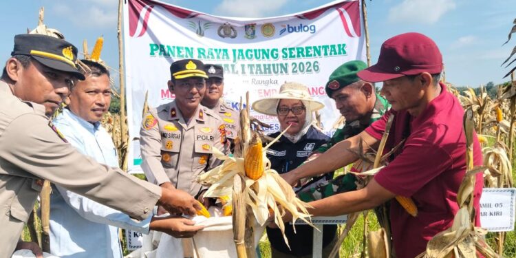 Polsek Kampar Kiri Gandeng PT. Surya Agro & Kelompok Tani Panen Raya Jagung Pipil 2 Ha, Hasilnya Ke Bulog