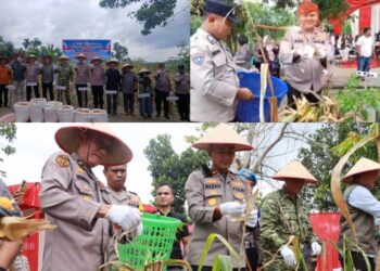 Polsek Kampar Bersama Polres Kampar Gelar Panen Jagung Serentak di Desa Ranah Singkuang