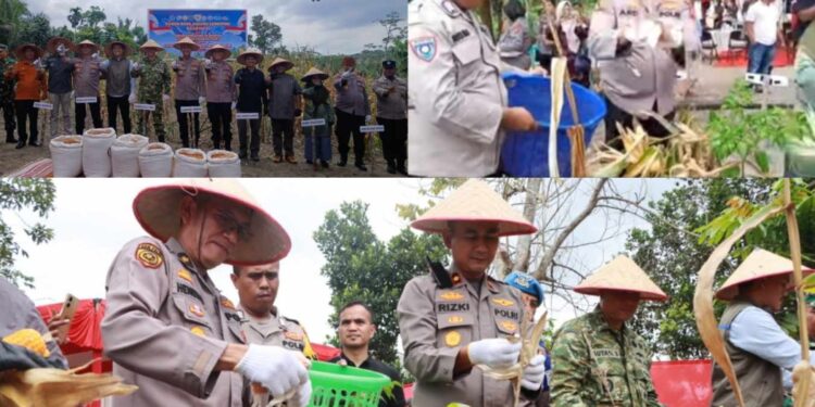 Polsek Kampar Bersama Polres Kampar Gelar Panen Jagung Serentak di Desa Ranah Singkuang